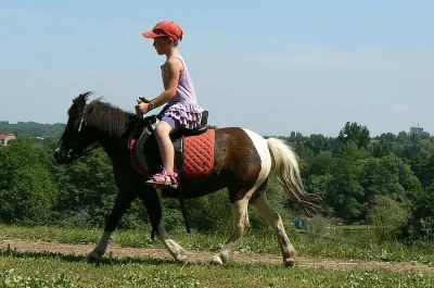 Shetlandský pony